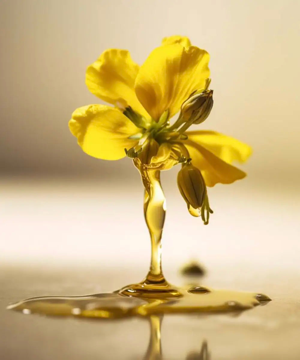 canola-oil.webp