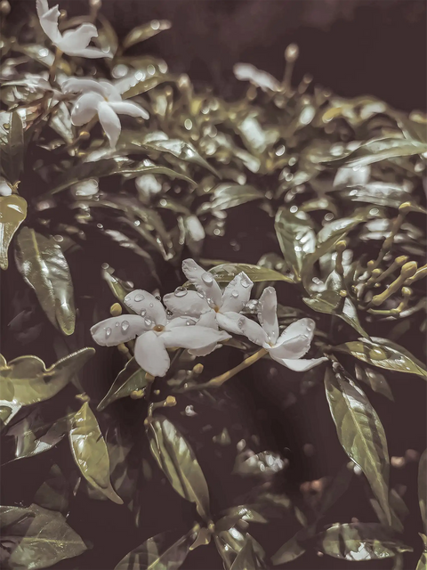 bild på jasminblommor som är fuktiga