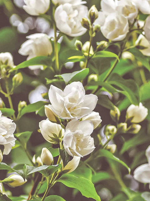 jasmin stora blommor som blommar