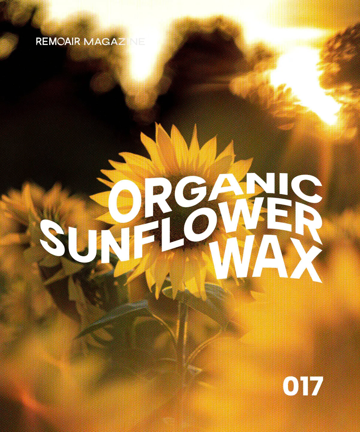 017. Säg hej till vårt ekologiska solrosvax!