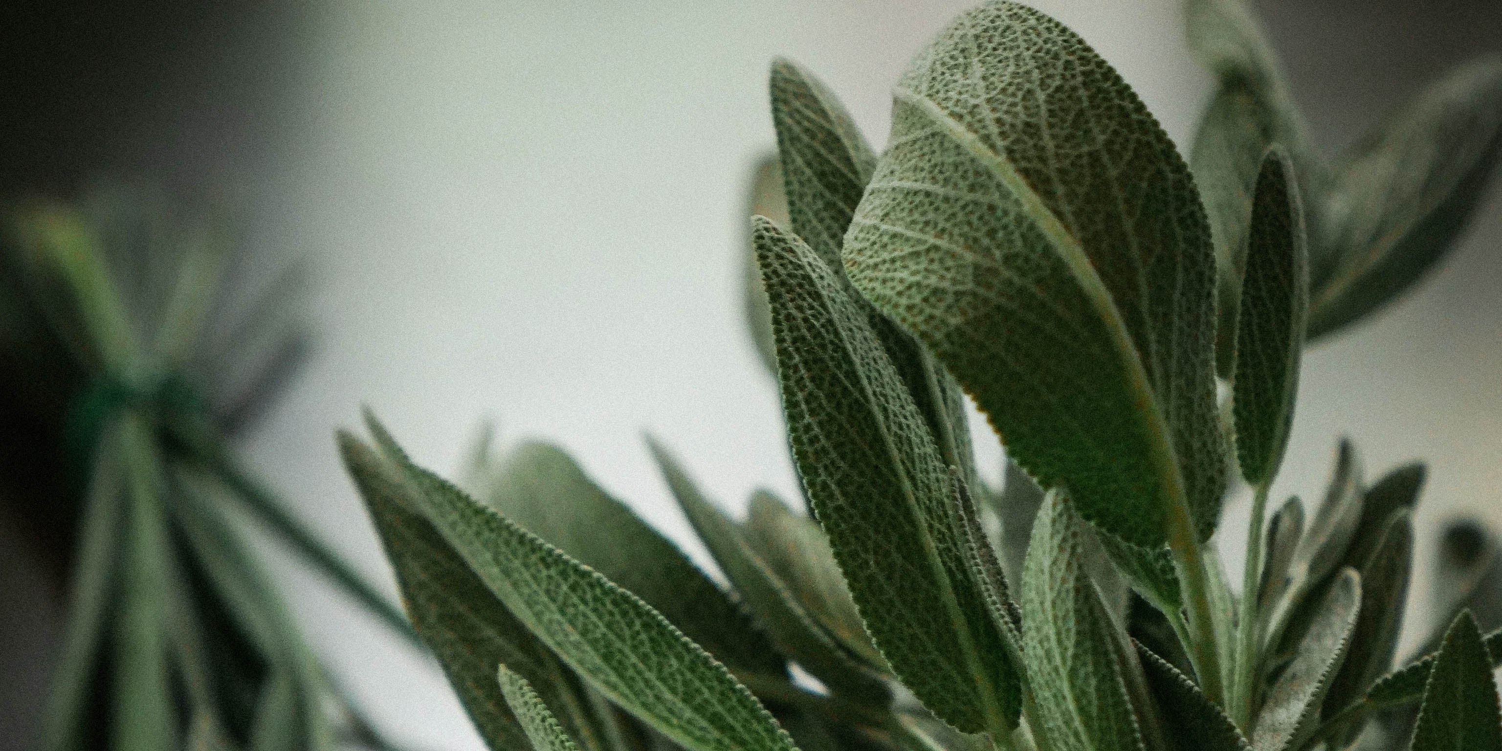 Salvia Era