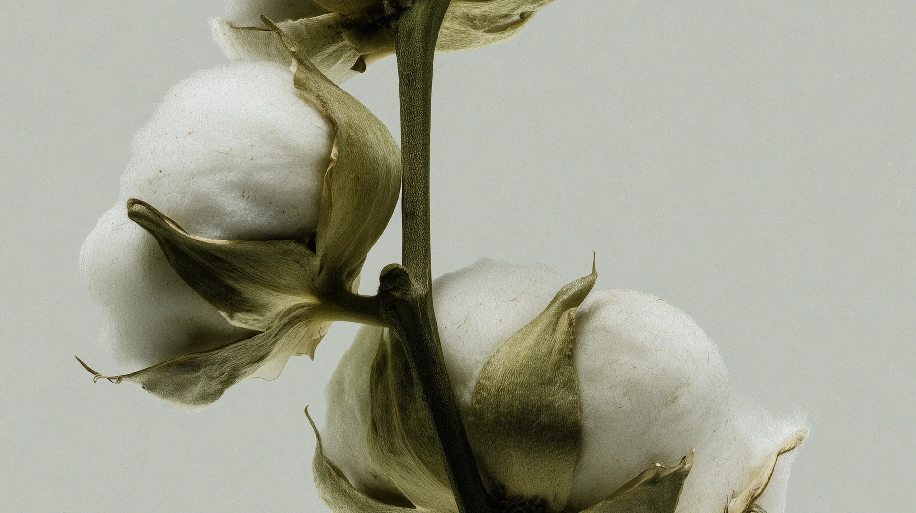 Cotton Clouds