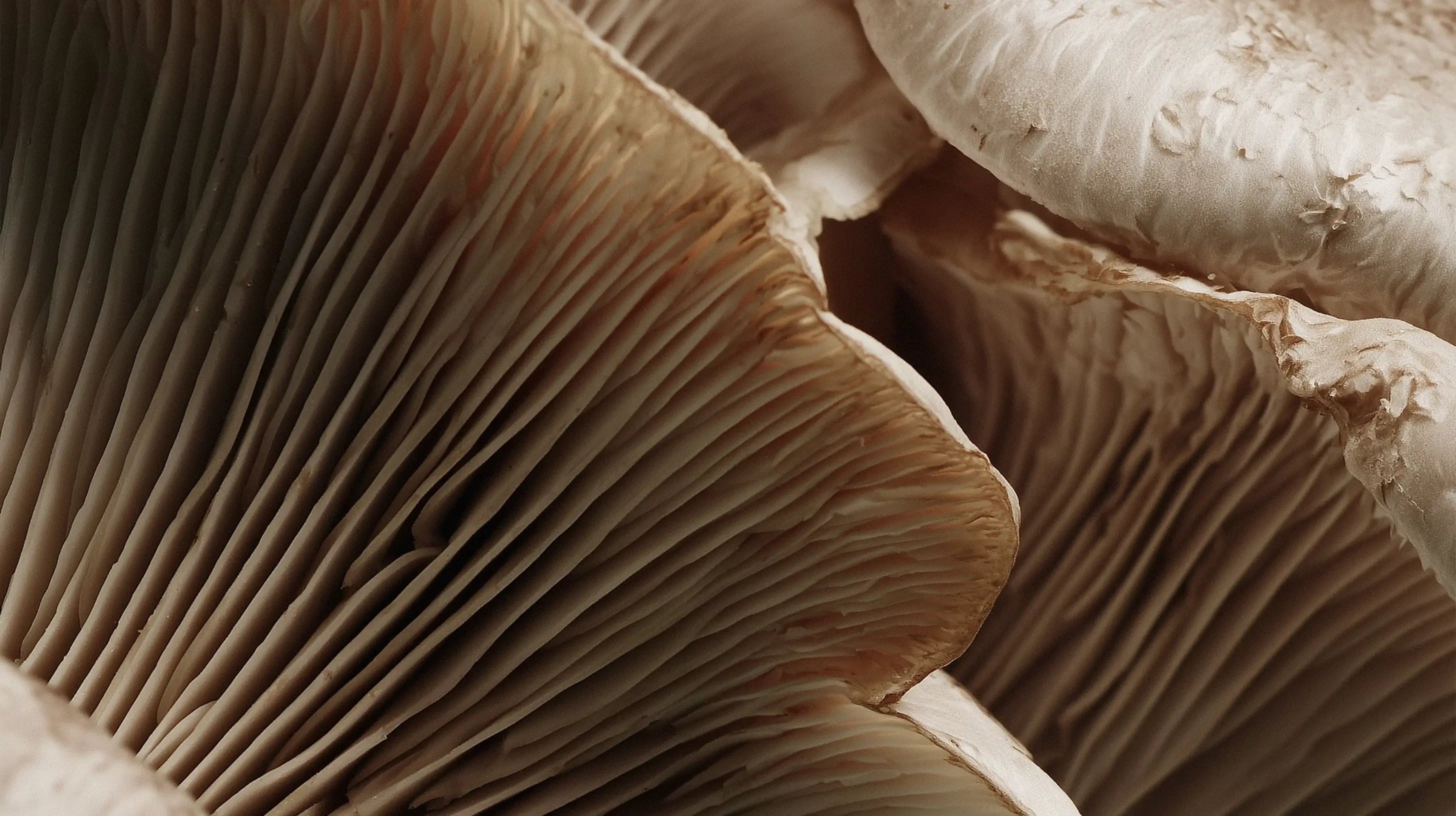 Holy Shroom