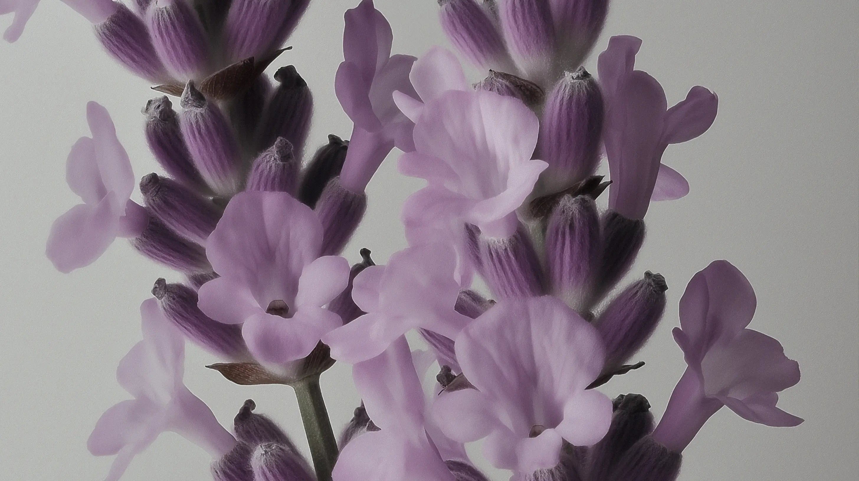 Lavender Blossom + Patchouli + Citrepel®