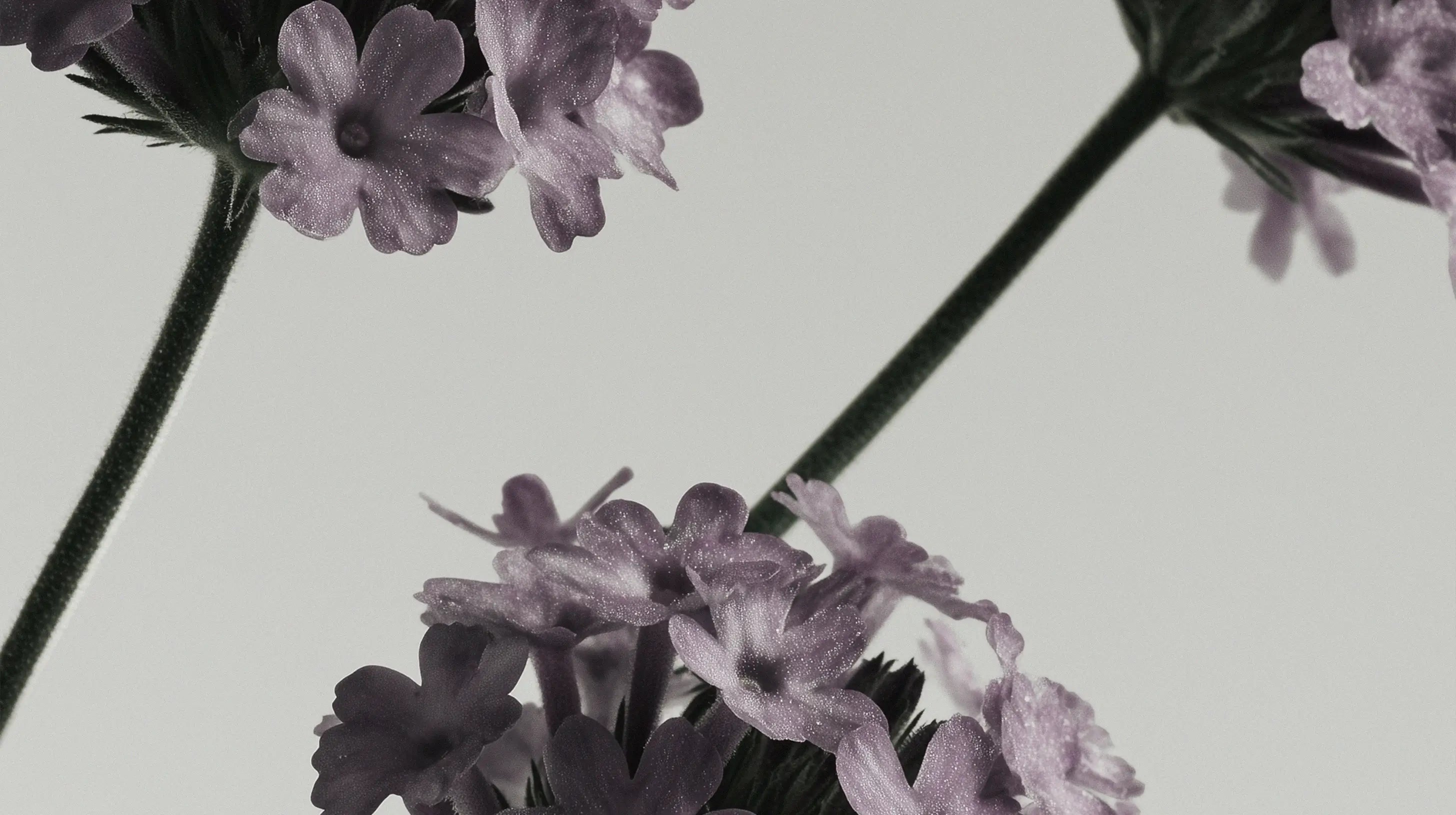 Verbena Nectar