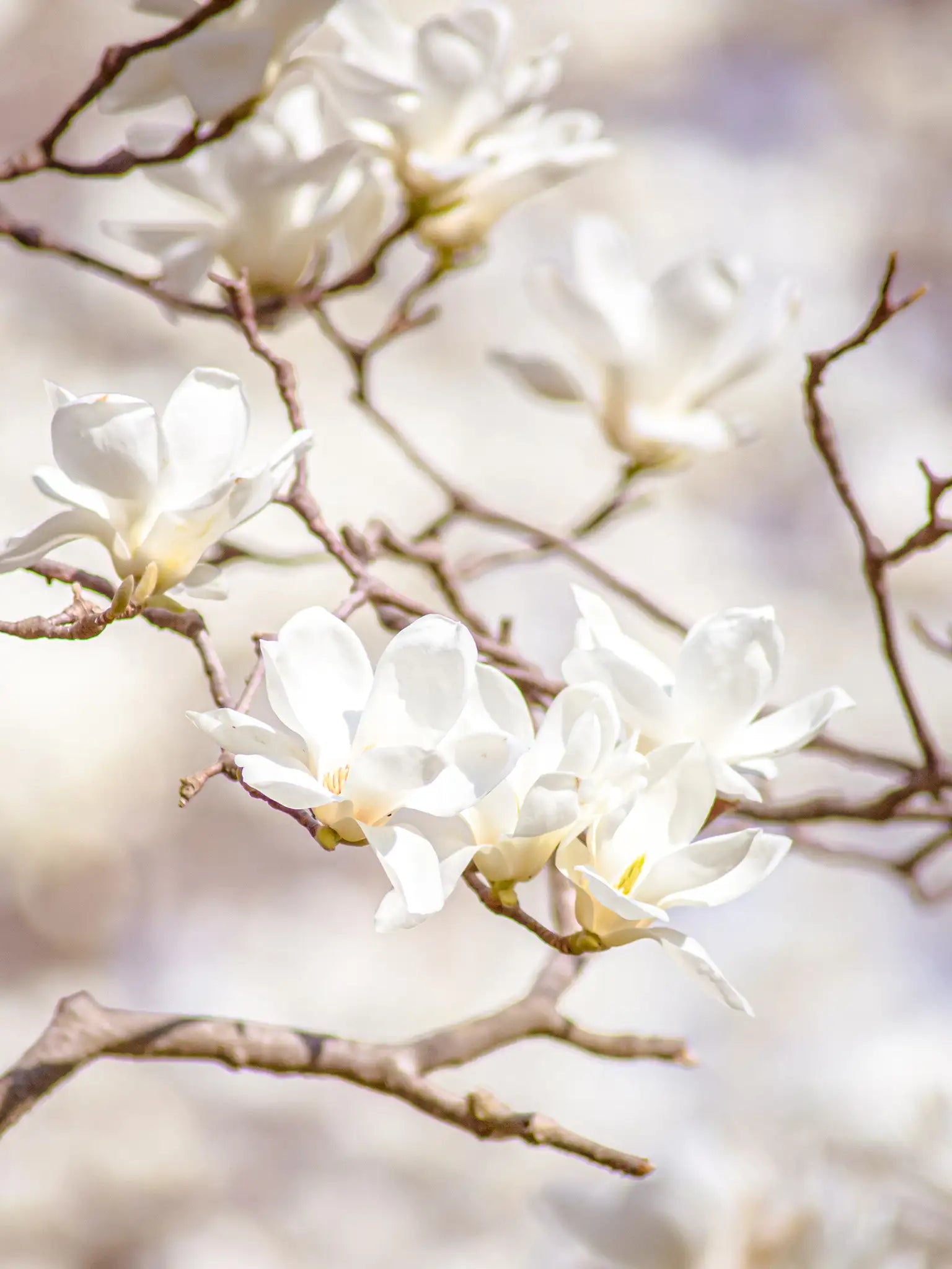blommande magnolia på kvist