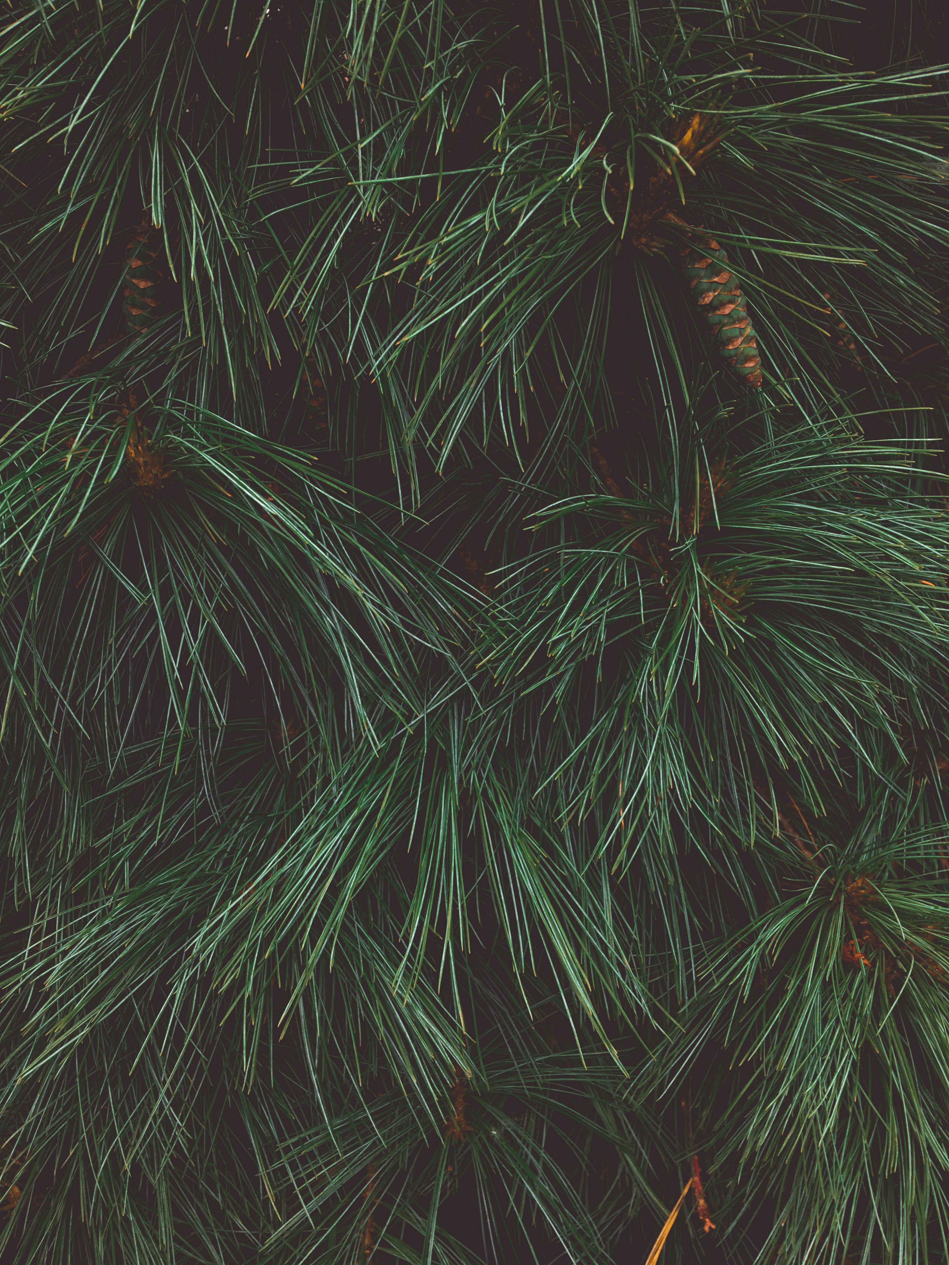 close-up-of-a-pine-tree-showing-texture-of-pine-needles.jpg