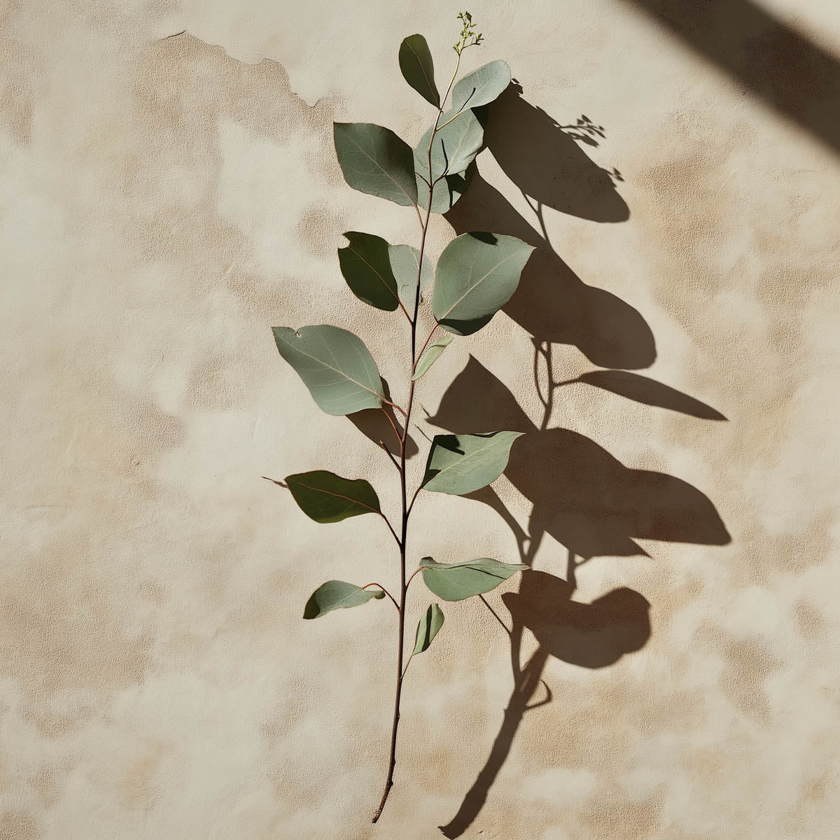en kvist eucalyptus ligger i starkt solsken