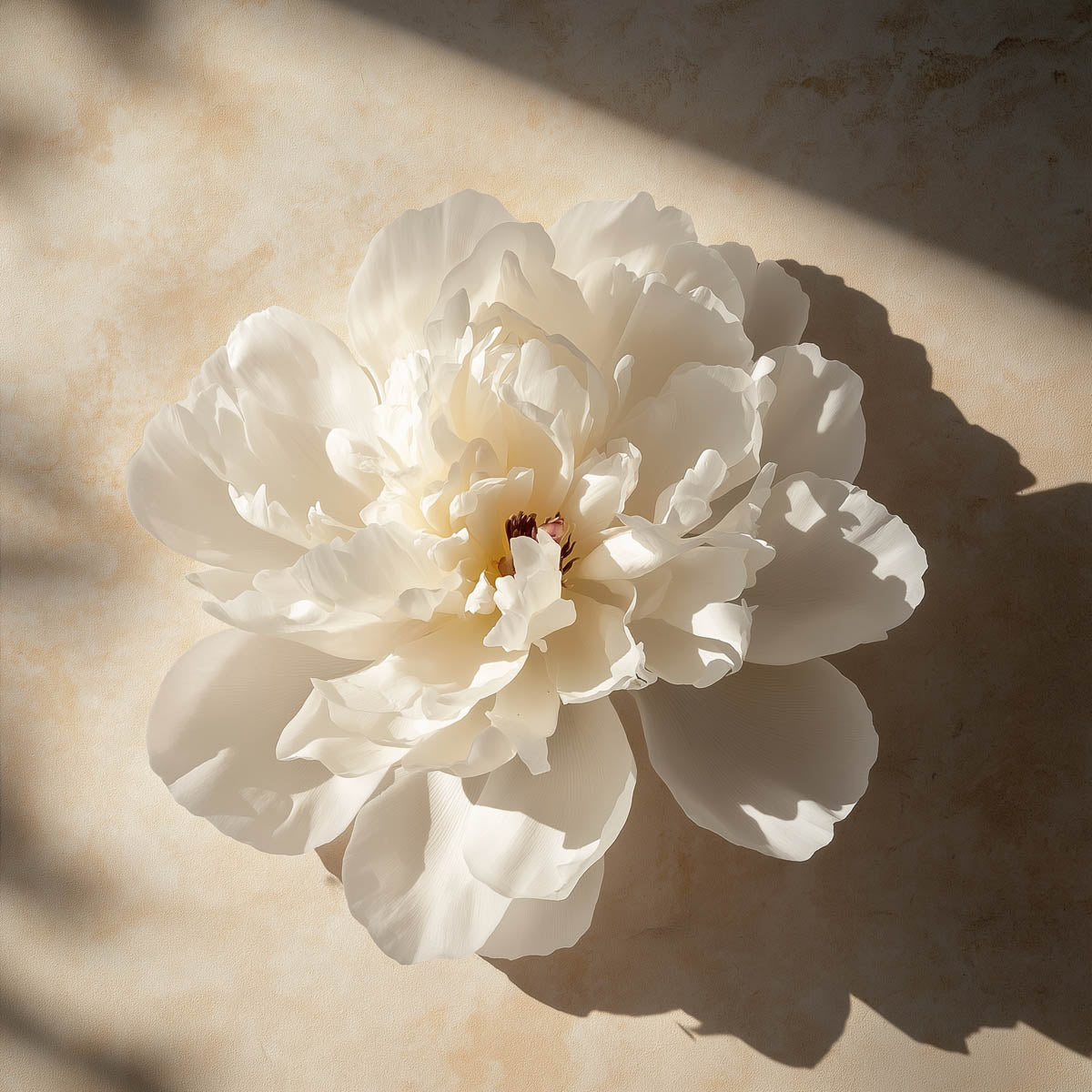 リモエア | Flêur 200gr 香り付きキャンドル - ピオニー & ウード