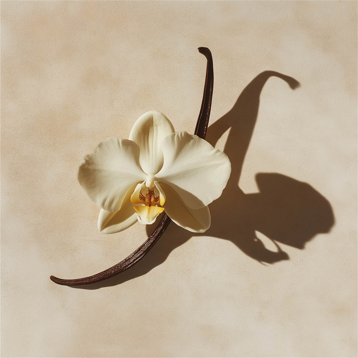 vaniljstång med en orkidé blomma ligger på en slät yta i vackert solsken