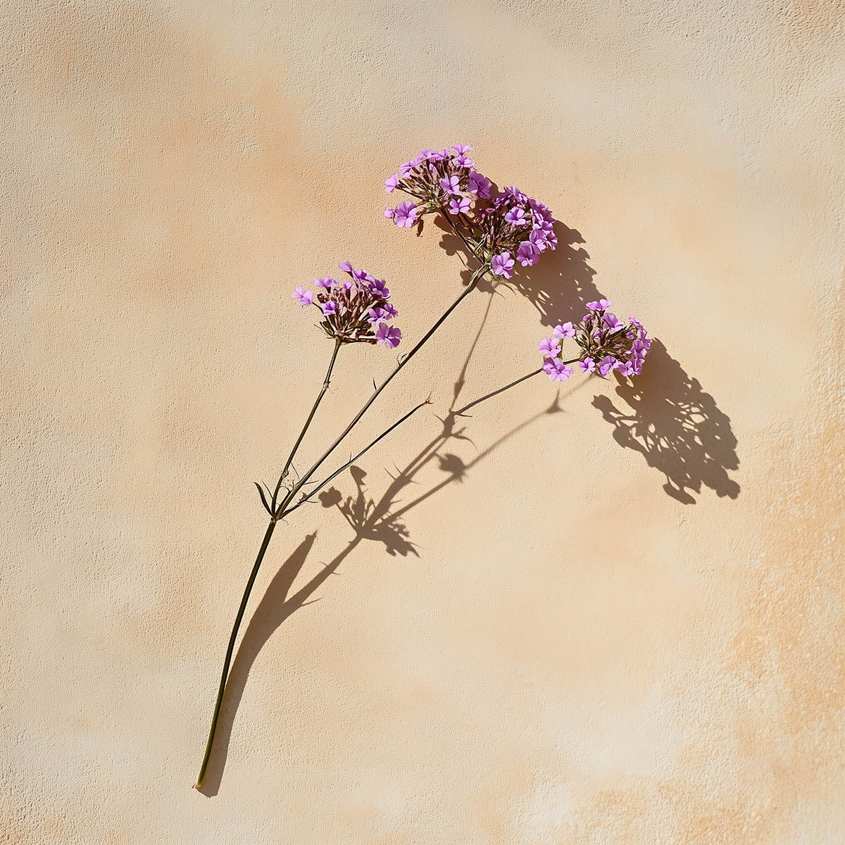 リモエア | le Foyer - バーベナ、ホワイトシダー、ネロリの香りの