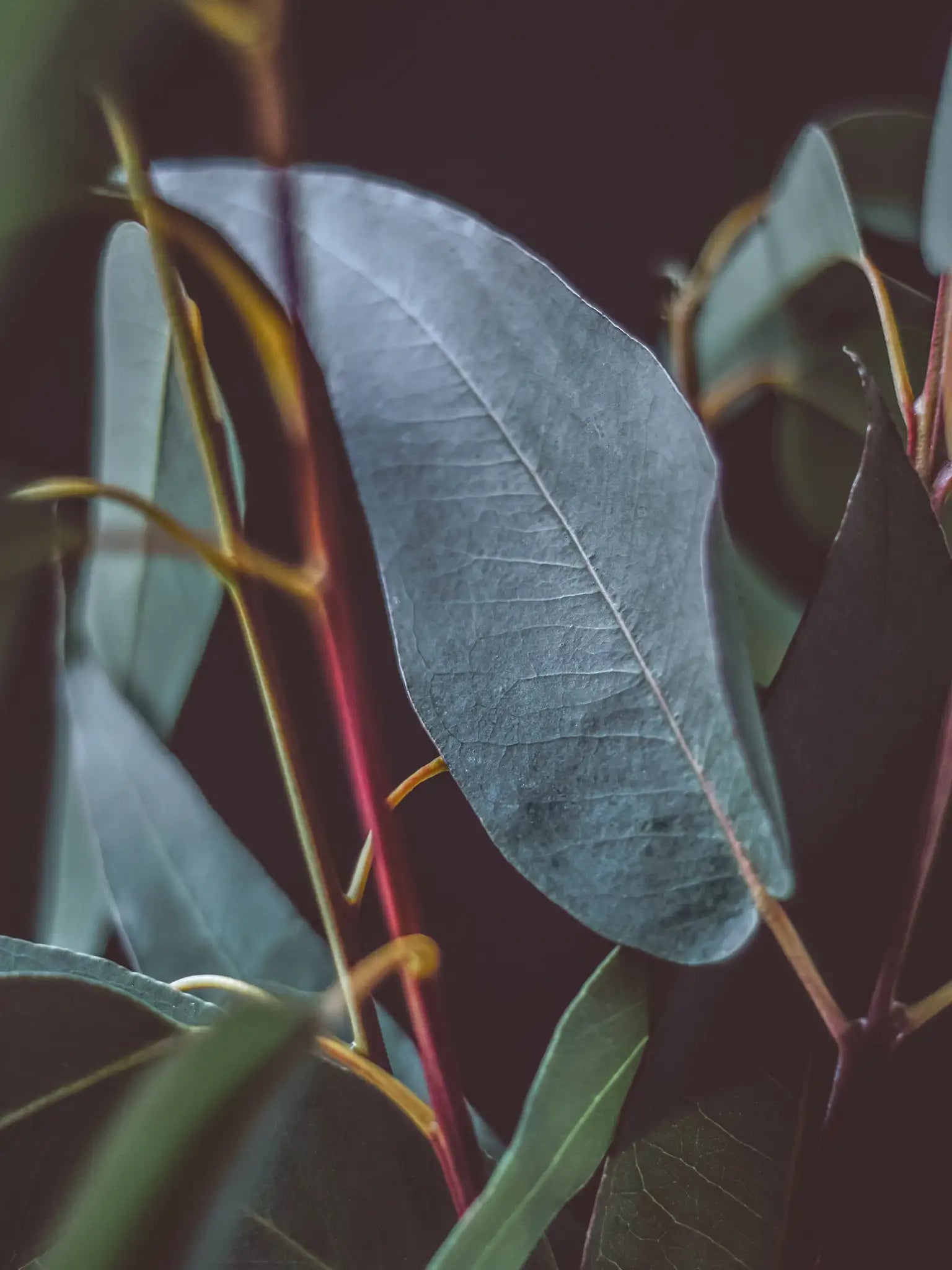 eucalyptus.webp