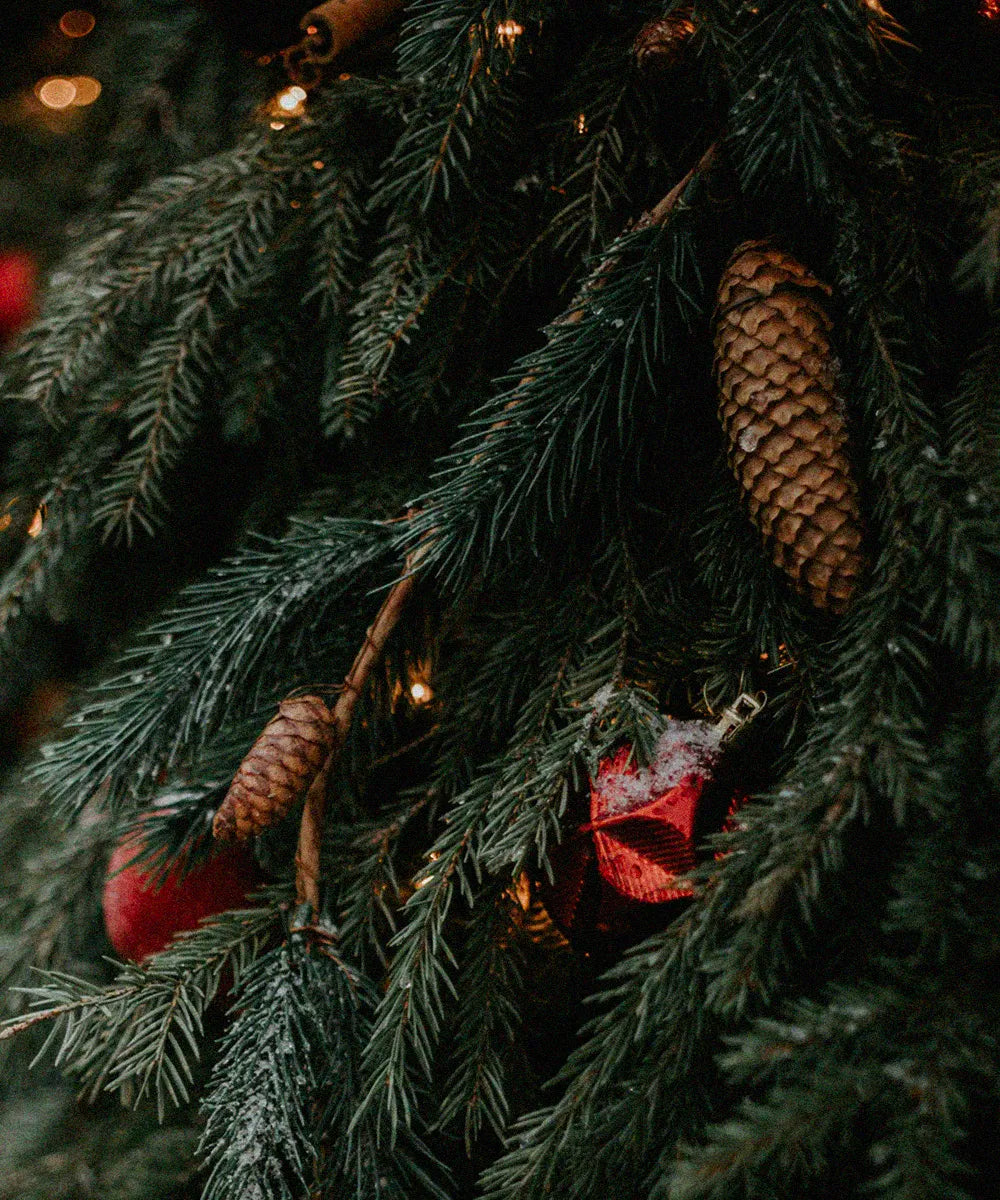 forest-pine-feel.webp