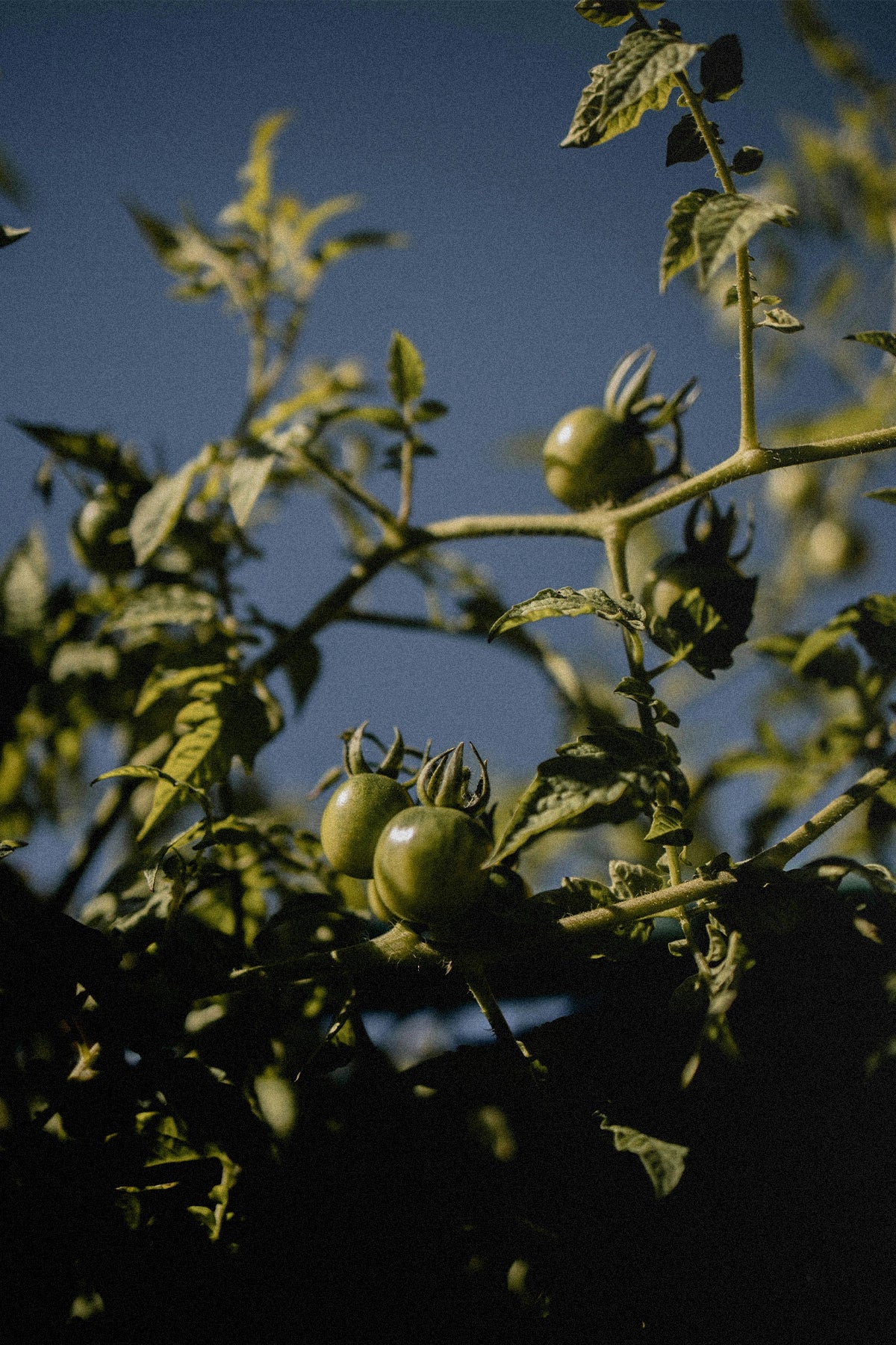 fragrance-img-tomato.webp