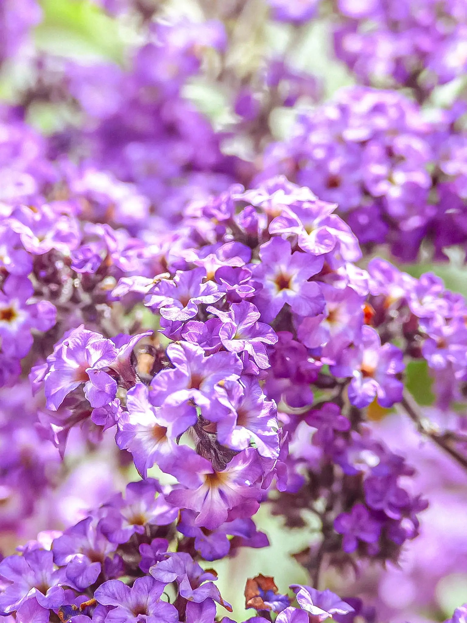 bild på massa heliotroper som blommar