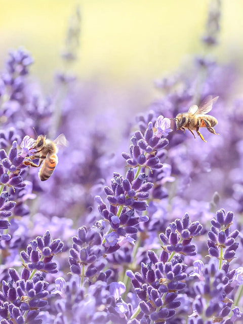 lavendel blommor med bin som letar efter nektar