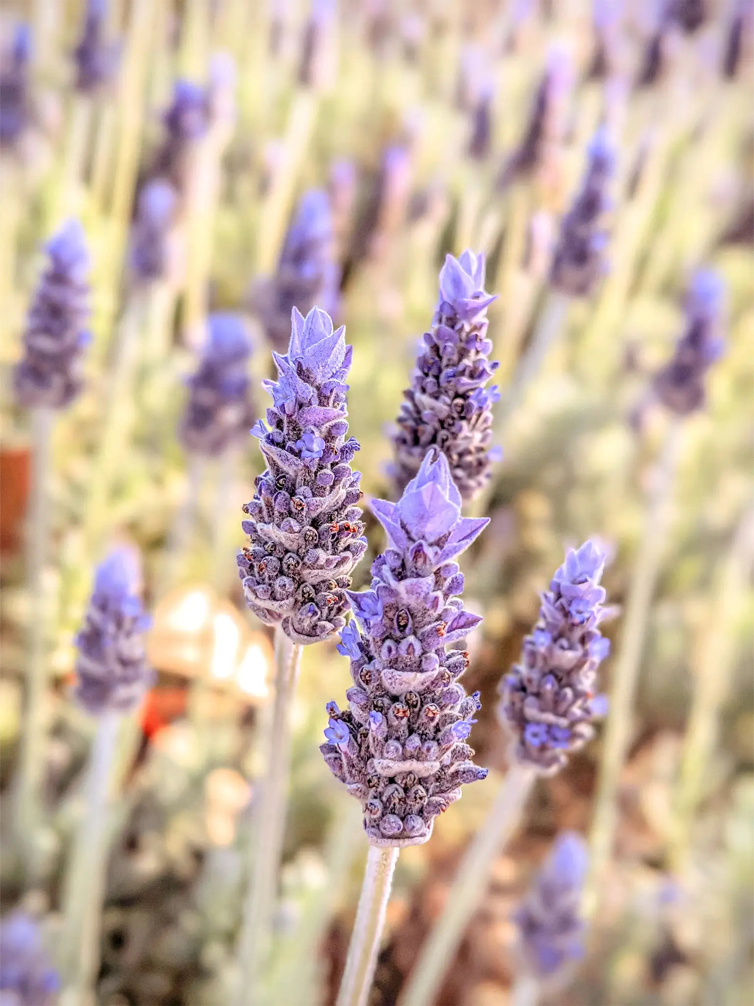 lavendel blommor på äng