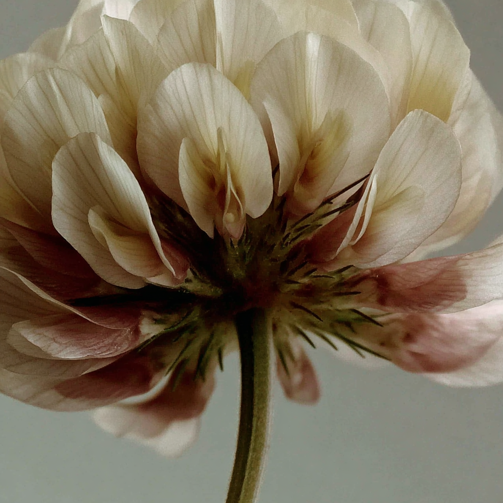 närbild på en klöverblomma