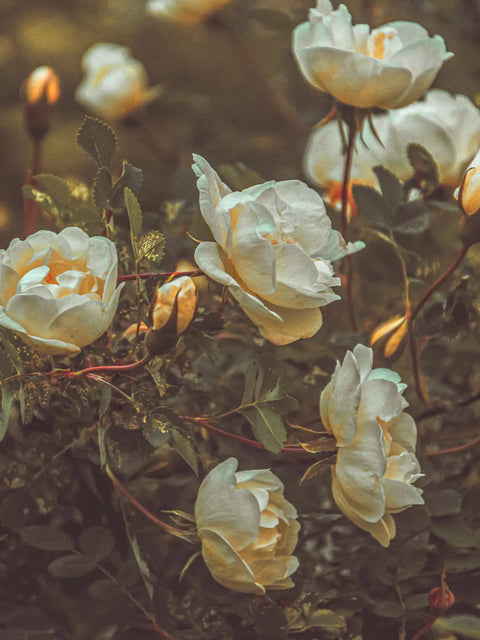 bild på unika vita rosor 