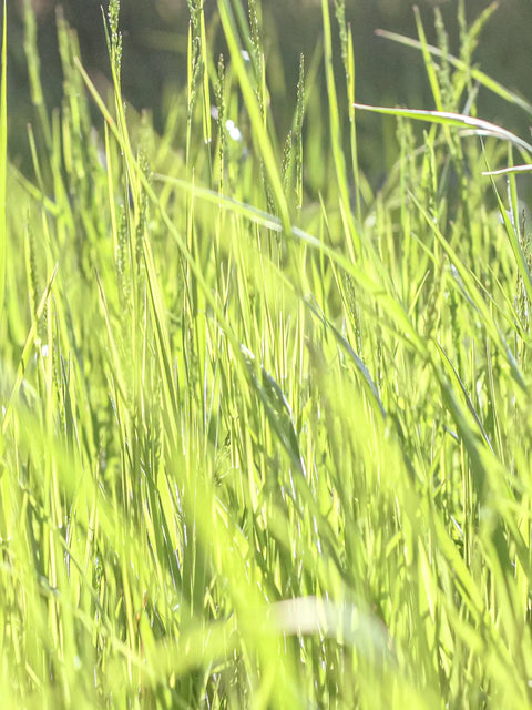 bild på vetiver gräs i solskenet