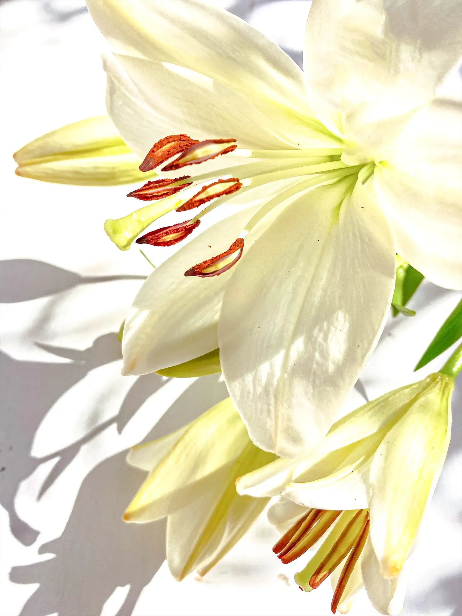 bild på vita liljor i solsken